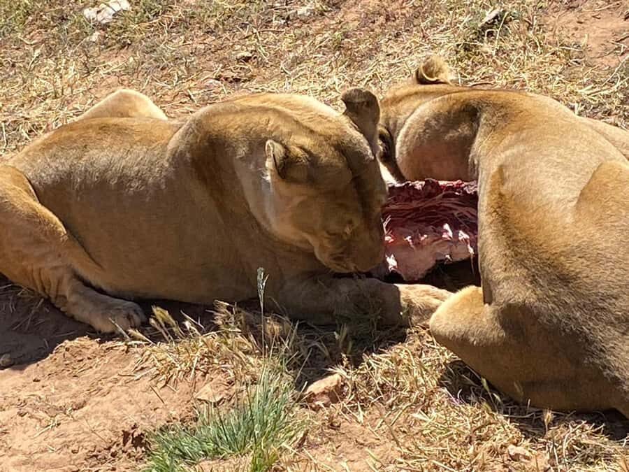 Cape Town: Aquila Game Reserve & V&A Waterfront Tour w/Lunch - Value for money: pricing, what’s included, and what’s not