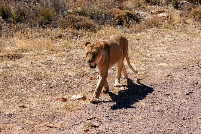 Cape Town Aquila Private Game Reserve Big Five Safari Adventure - Key highlights worth planning around