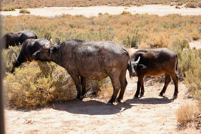 Cape Town Aquila Private Game Reserve Big Five Safari Adventure - Open-vehicle sightings: how to make the most of your 2.5 to 3 hours