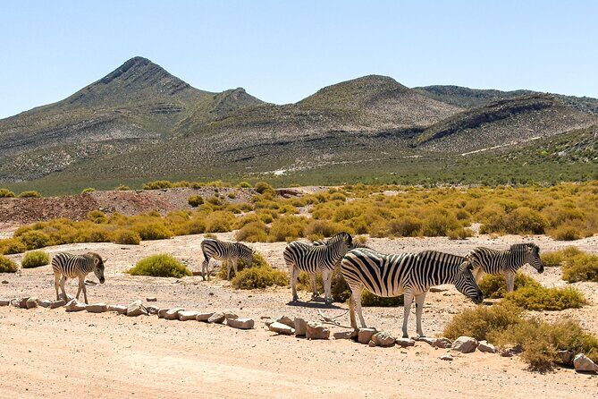 Cape Town Aquila Private Game Reserve Big Five Safari Adventure - Lunch at Aquila: included, well-timed, and built for dietary needs