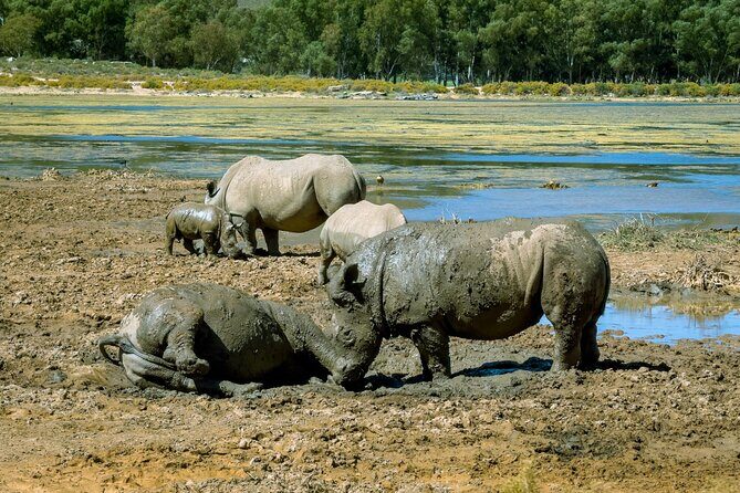 Cape Town Aquila Private Game Reserve Big Five Safari Adventure - Getting back to Cape Town: why the return matters as much as the outbound
