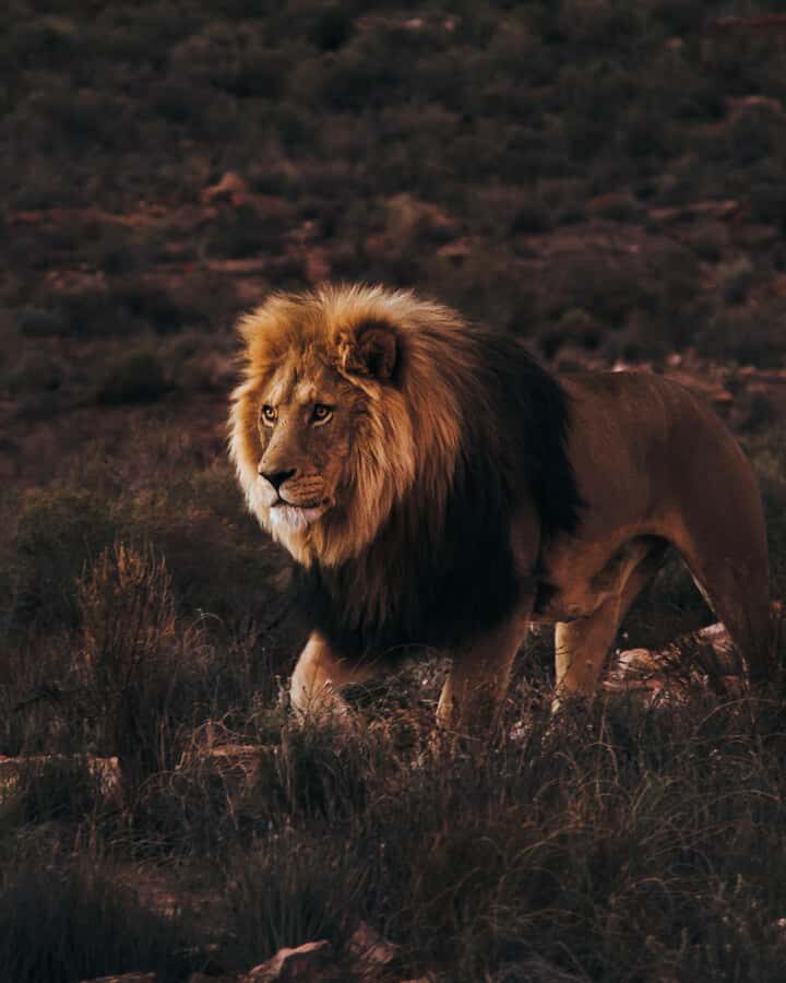 Cape Town: Aquila Reserve Safari with Lunch and Winery Visit - Key highlights you’ll actually feel