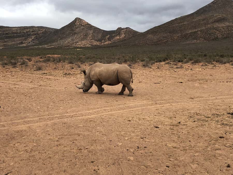 Cape Town: Aquila Reserve Safari with Lunch and Winery Visit - FAQ