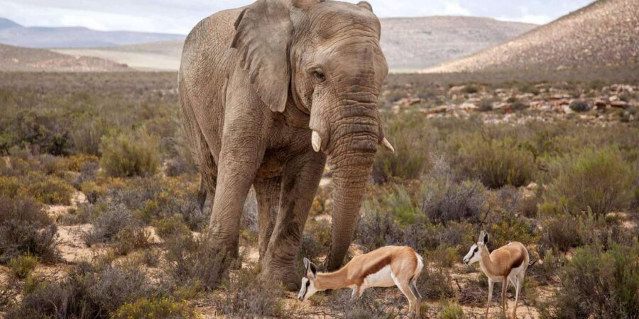 Cape Town: Aquila Reserve Safari with Lunch and Winery Visit - Small group safari with English/French guide and audio