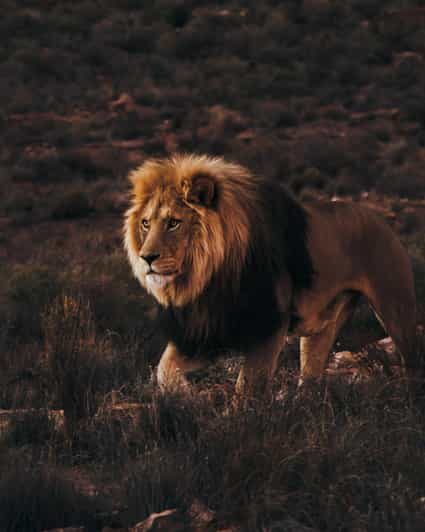 Cape Town: Aquila Reserve Safari with Lunch and Winery Visit - Price and value: what you pay for versus what costs extra