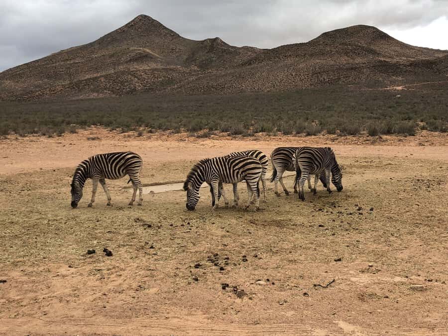 Cape Town: Aquila Reserve Safari with Lunch and Winery Visit - Who this Aquila + Fairview day trip suits best