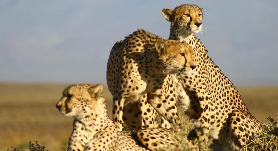 Cape Town: Aquila Reserve Safari with Lunch and Winery Visit - Should you book the Aquila Safari with lunch plus Fairview?
