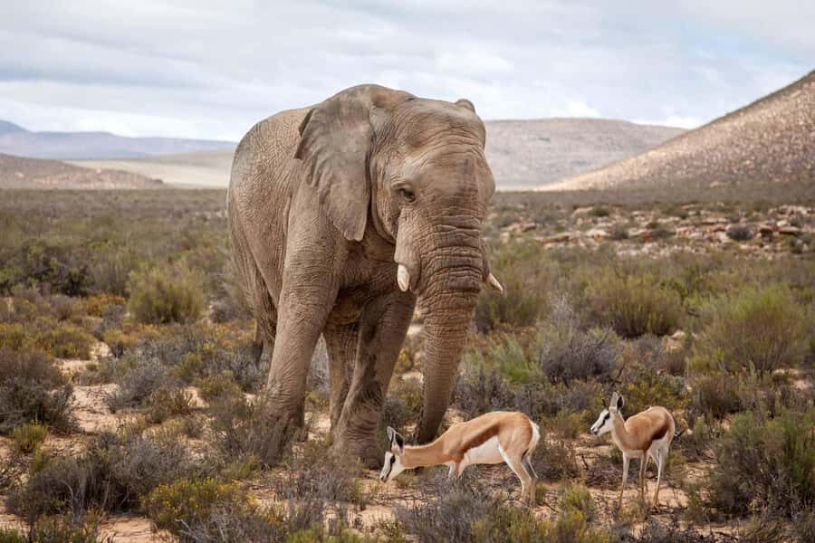 Cape Town: Aquila Reserve Safari with Lunch and Winery Visit - Aquila Private Game Reserve: your Big Five odds on the open-air drive