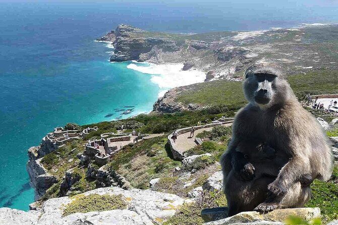 Cape Town Atlantic Helicopter Private Tour including Penguins Cape Point & Lunch - Simon’s Town stop and Just Nuisance the Great Dane