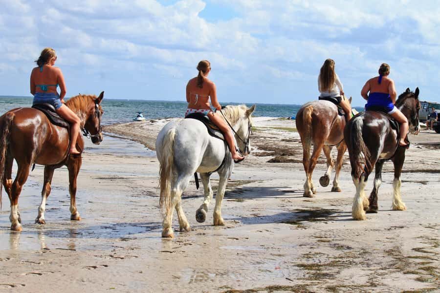 Cape Town: Beach Horse Ride with Hotel Pickup & Drop-off - Key highlights to know before you go