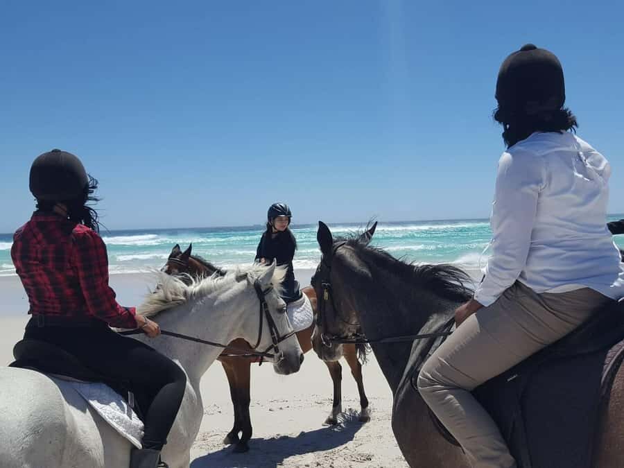 Cape Town: Beach Horse Ride with Hotel Pickup & Drop-off - The 4-hour rhythm: pickup, check-in, and your beach window