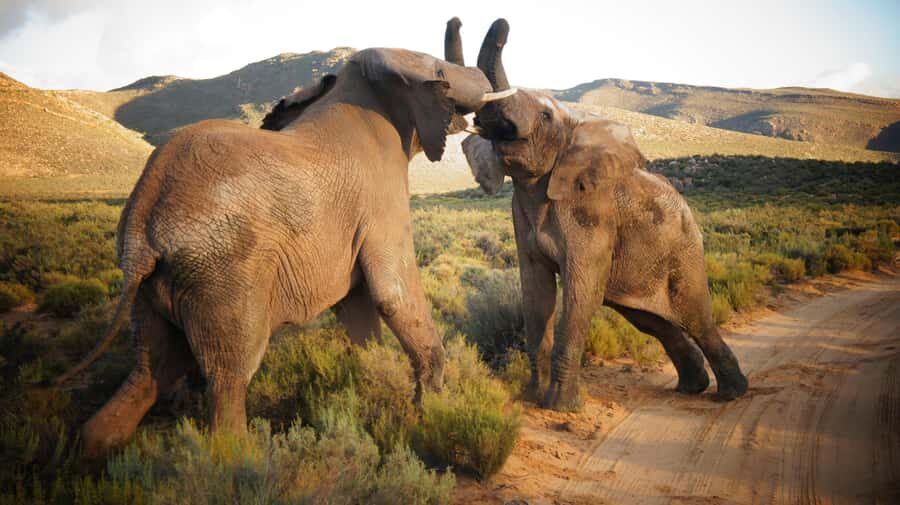 Cape Town: Big Five Safari and Breede River Valley Day Trip - Why This Breede River Valley + Big Five Combo Makes Sense