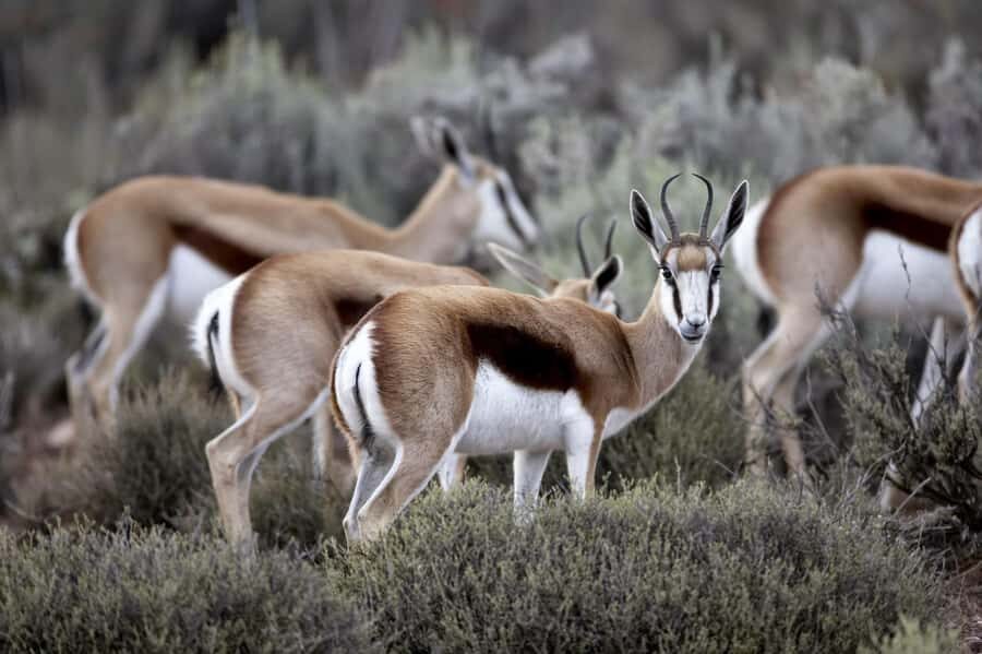 Cape Town: Big Five Safari and Breede River Valley Day Trip - Aquila Private Nature Reserve: Welcome Drinks, Buffet Lunch, and Big Five Time