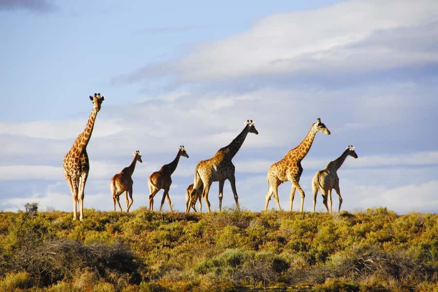 Cape Town: Big Five Safari and Breede River Valley Day Trip - How to Get Better Safari Results in 2–3 Hours