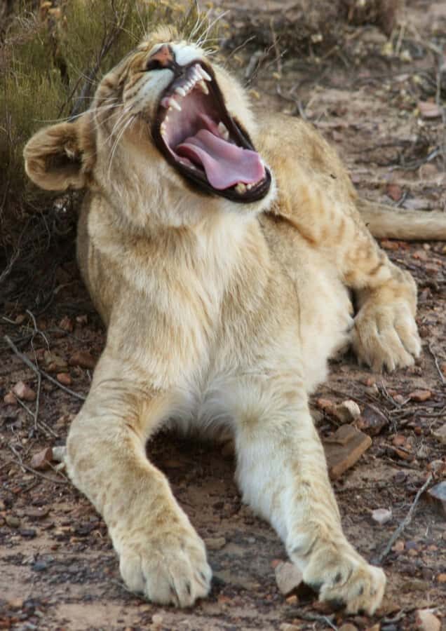 Cape Town: Big Five Safari and Breede River Valley Day Trip - Price and Value: What You’re Paying For (and What’s Extra)