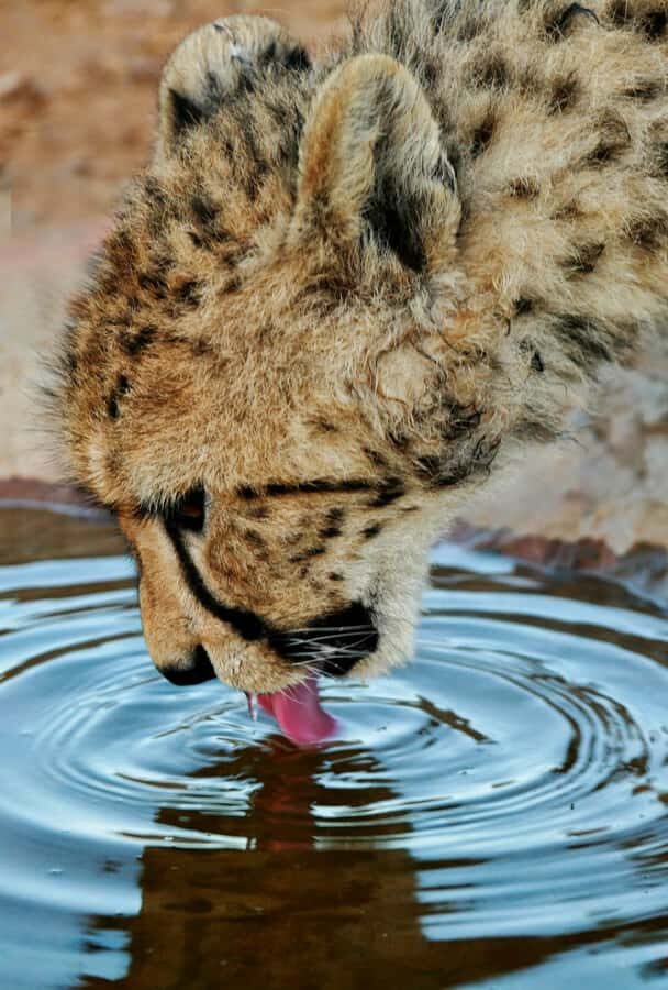 Cape Town: Big Five Safari and Breede River Valley Day Trip - What to Pack (So the Day Doesn’t Feel Miserable)