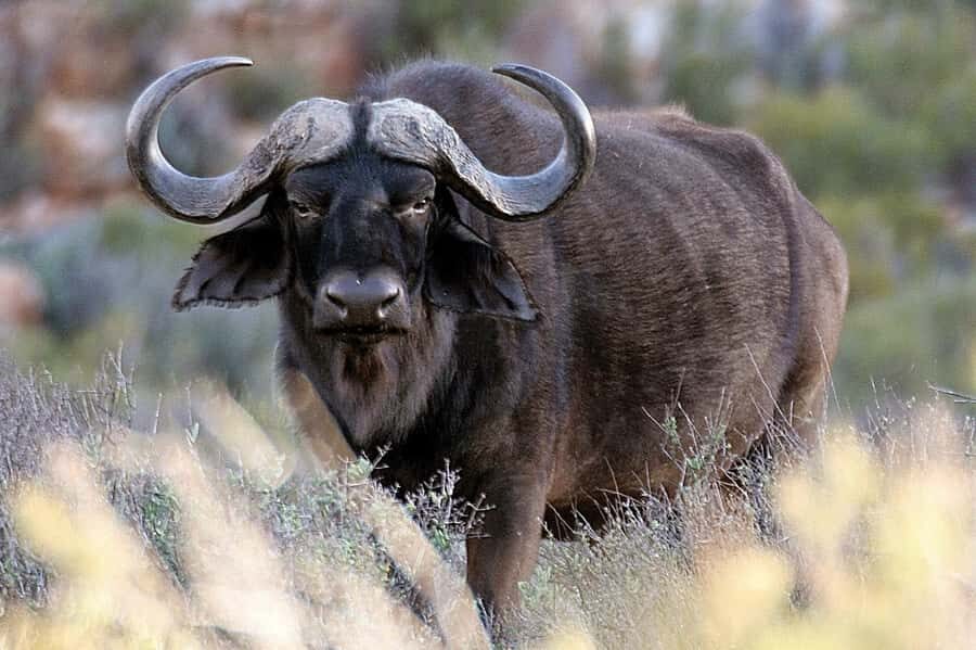 Cape Town: Big Five Safari and Breede River Valley Day Trip - Who This Tour Fits Best (and Who Should Skip It)