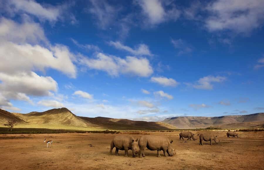 Cape Town: Big Five Safari and Breede River Valley Day Trip - Pickup, Photo Stops, and Du Toits Kloof Pass: The Morning Flow