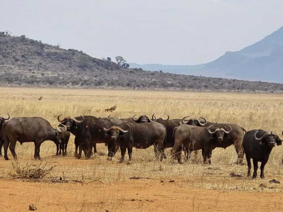 Cape Town big five safari with transport lunch Excl park fee - Key highlights you’ll care about