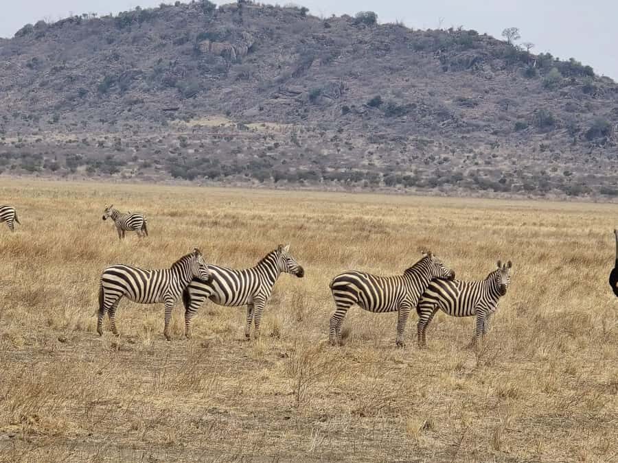 Cape Town big five safari with transport lunch Excl park fee - Practical tips to make your day smoother
