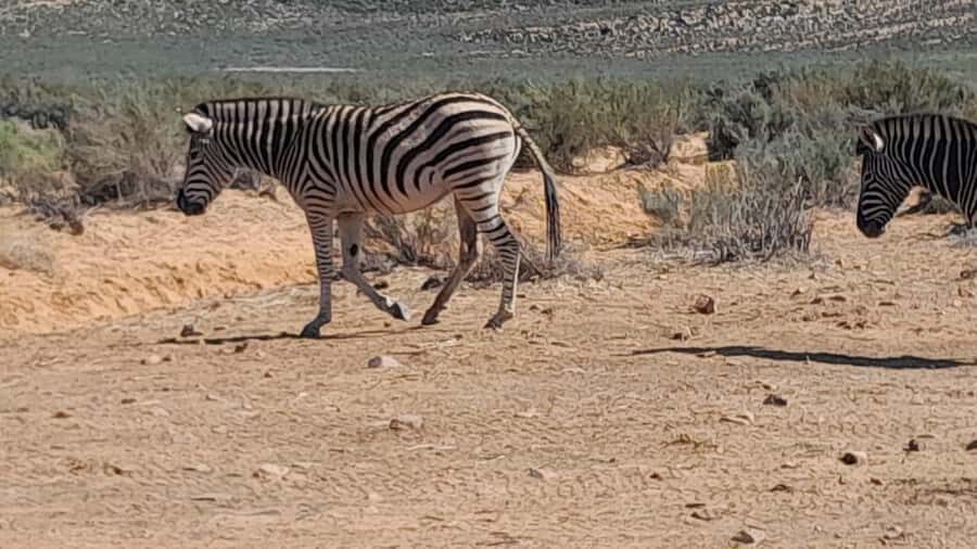 Cape Town big five safari with transport lunch Excl park fee - Aquila Game Reserve: Big Five energy close to Cape Town