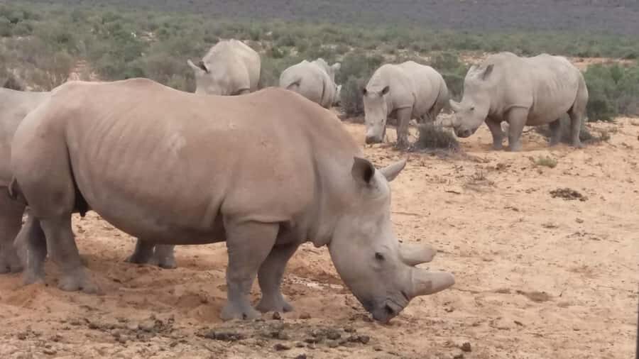 Cape Town big five safari with transport lunch Excl park fee - Big Five sightings: realistic expectations (and why Aquila can still be worth it)