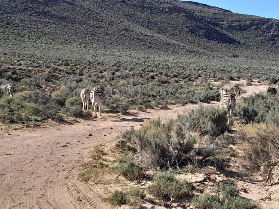 Cape Town big five safari with transport lunch Excl park fee - Lunch buffet and unlimited pool time: the comfort upgrade you’ll feel