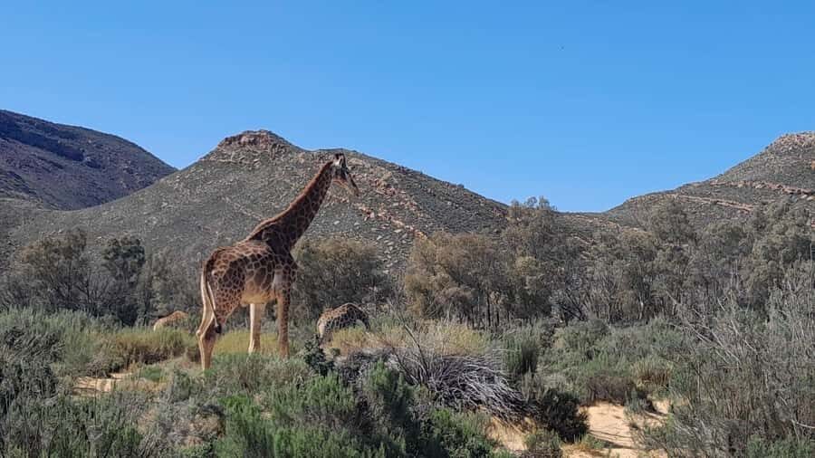Cape Town big five safari with transport lunch Excl park fee - How the 9 hours actually play out