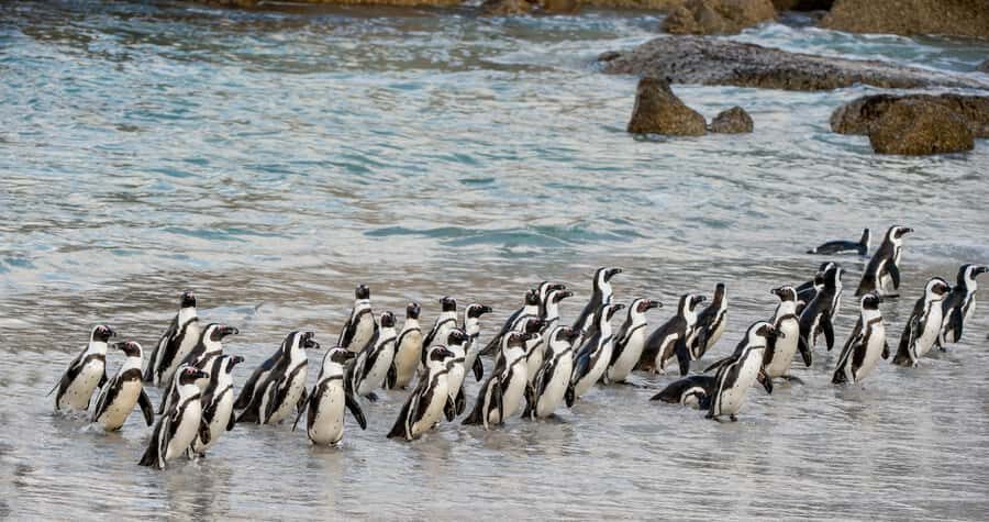 Cape Town: Boulders Penguin Colony Prebooked Entry Ticket - Boulders Beach: Why This Penguin Colony Feels So Easy