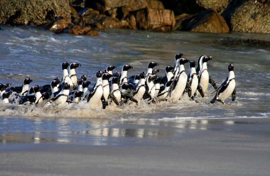 Cape Town: Boulders Penguin Colony Prebooked Entry Ticket - What You Get With Your Prebooked Ticket at the Gate