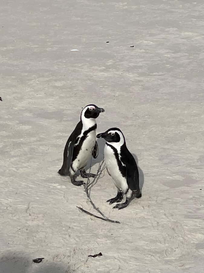 Cape Town: Cape Agulhas and Stony Point Penguin Tour - Who this tour suits best