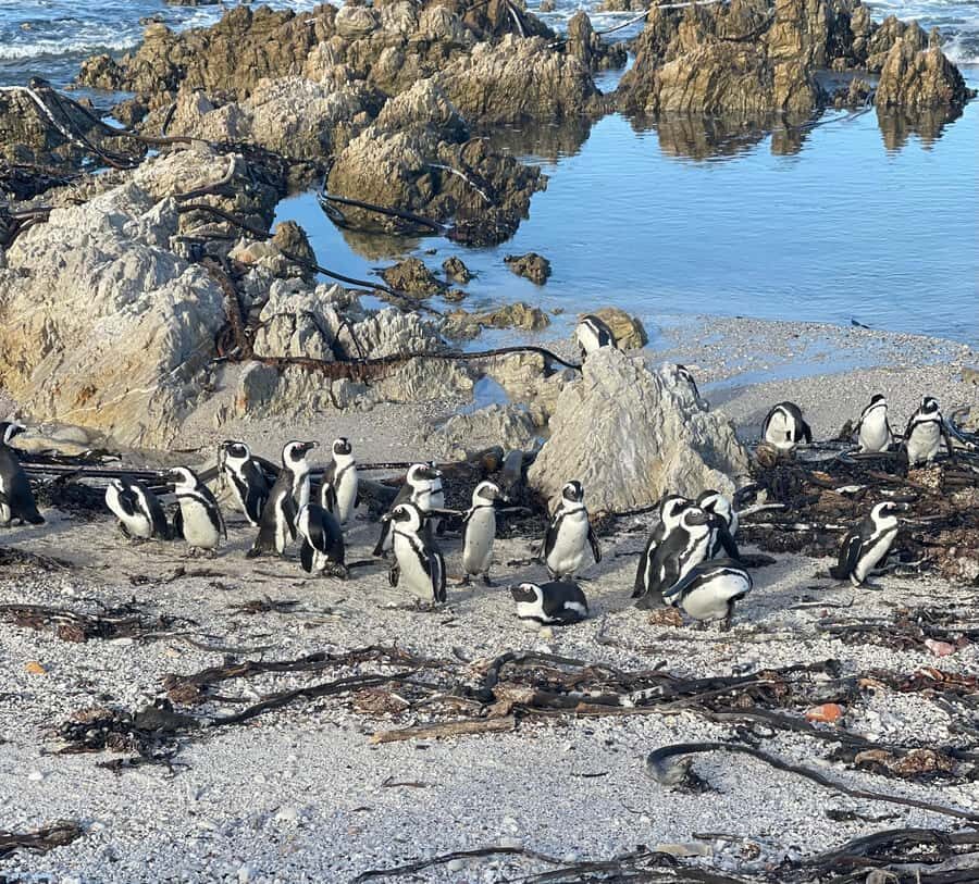 Cape Town: Cape Agulhas and Stony Point Penguin Tour - Cape Agulhas Lighthouse: the southernmost tip and steep stairs reality