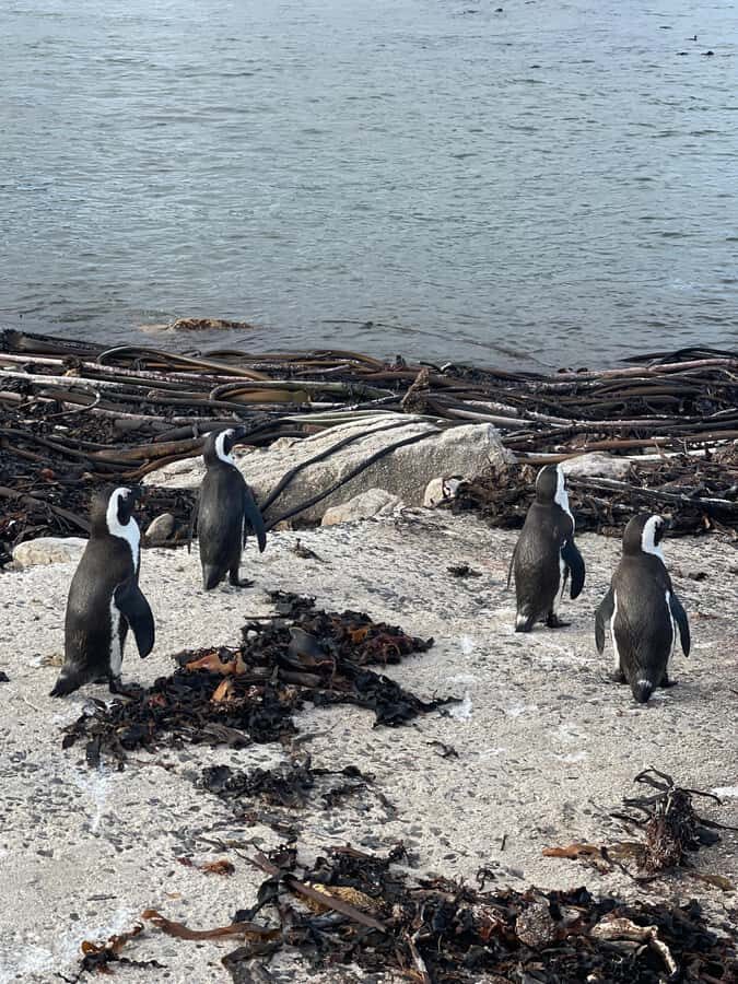 Cape Town: Cape Agulhas and Stony Point Penguin Tour - What the day feels like: timing, walking, and weather planning