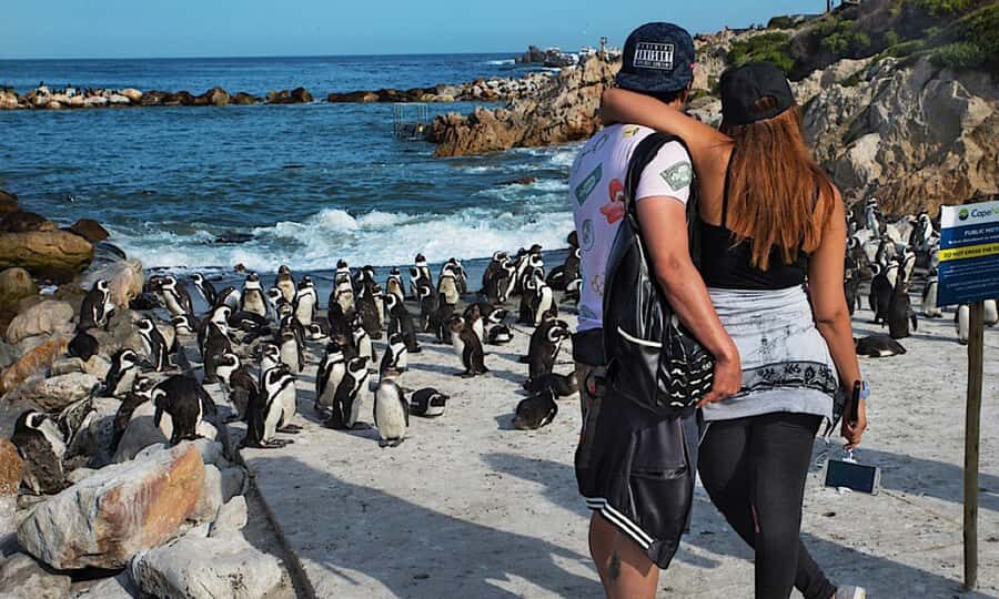 Cape Town: CAPE OF GOOD HOPE AND PENGUINS PRIVATE FULL DAY. - Key points worth knowing before you go