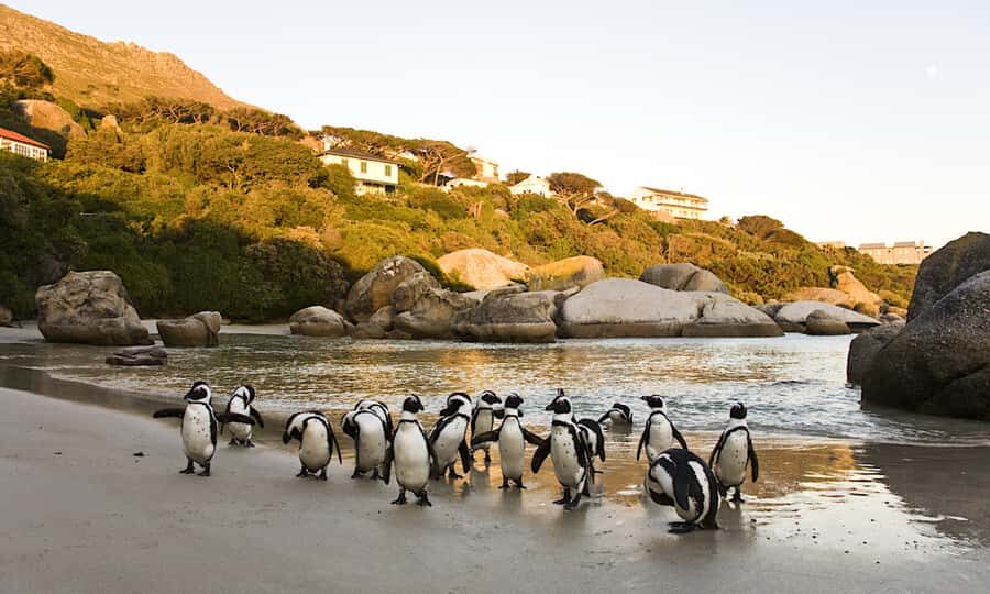 Cape Town: CAPE OF GOOD HOPE AND PENGUINS PRIVATE FULL DAY. - Table Mountain as an optional win: plan for the cable car timing