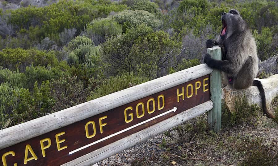 Cape Town: CAPE OF GOOD HOPE AND PENGUINS PRIVATE FULL DAY. - Starting point and pickup timing (so you don’t lose daylight)