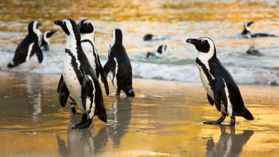 Cape Town: Cape of Good Hope & Boulders Beach Group Tour - Key things to love on this Cape Town day tour