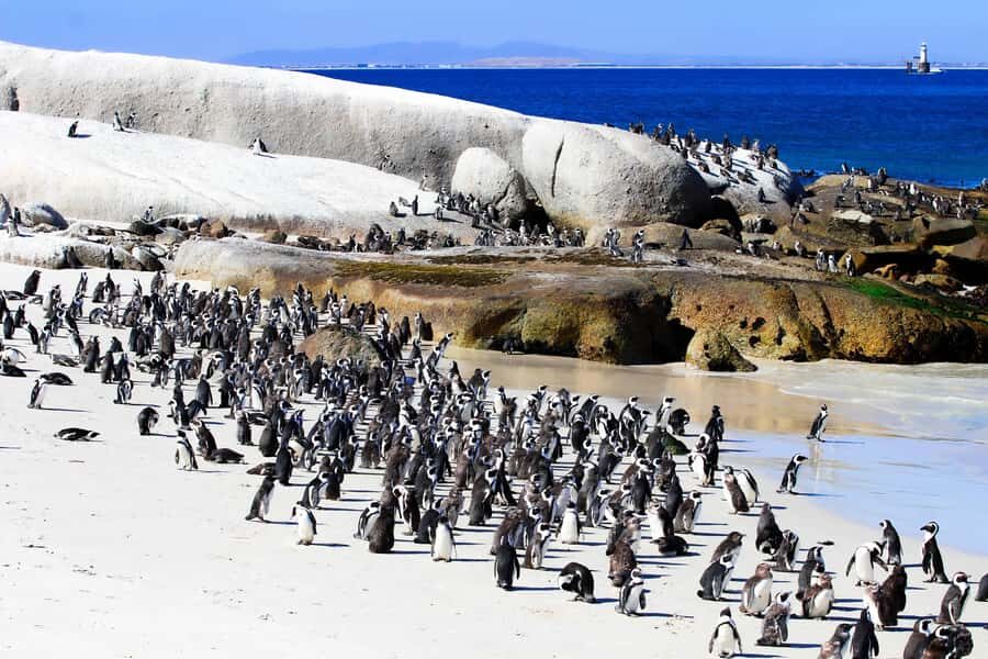 Cape Town: Cape of Good Hope & Boulders Beach Group Tour - Chapmans Peak Drive: the scenic stretch that earns its keep