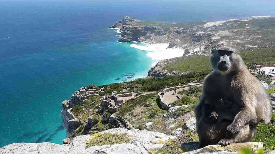 Cape Town: Cape of Good Hope & Cape Point Prebooked Ticket - Who should book this Cape of Good Hope and Cape Point day