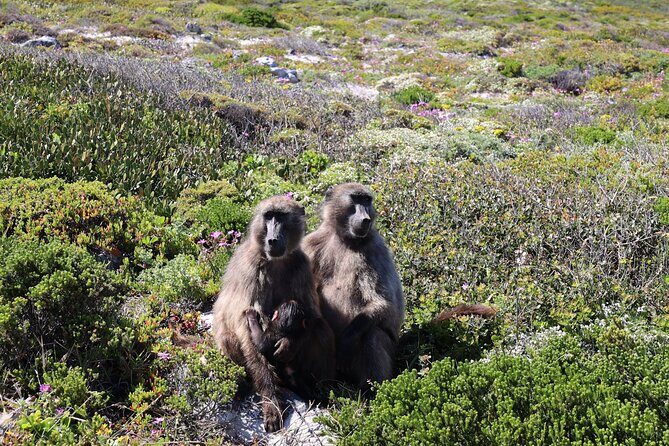Cape Town: Cape of Good Hope, Table Mountain & Wine Tasting Tour - Guides: what makes the day feel personal