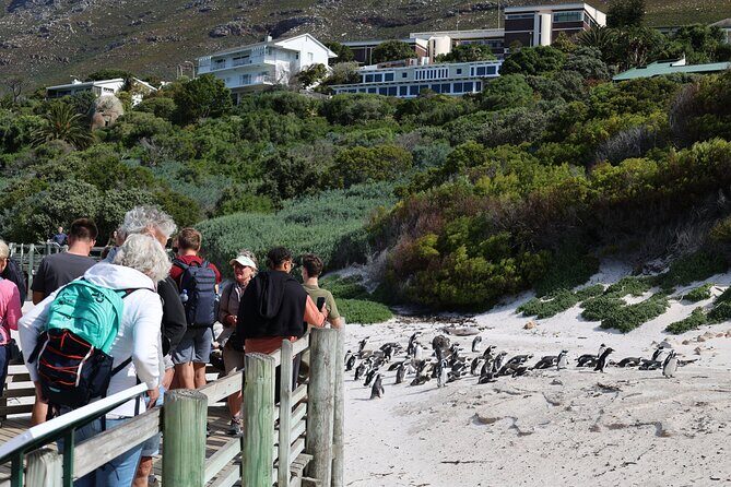 Cape Town: Cape of Good Hope, Table Mountain & Wine Tasting Tour - Comfort and logistics: what you should plan for
