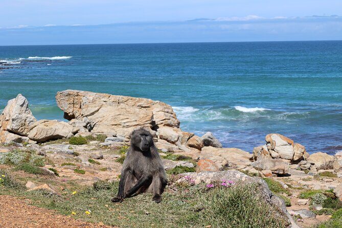 Cape Town: Cape of Good Hope, Table Mountain & Wine Tasting Tour - Who this tour fits best