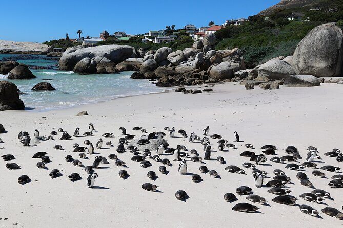 Cape Town: Cape of Good Hope, Table Mountain & Wine Tasting Tour - Should you book this Cape Town peninsula day tour?