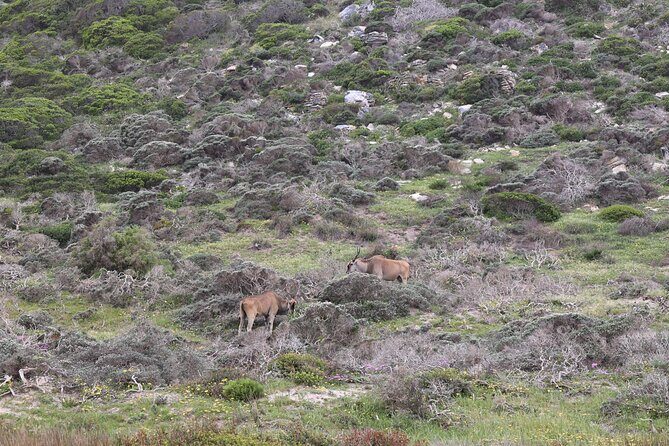 Cape Town: Cape of Good Hope, Table Mountain & Wine Tasting Tour - FAQ