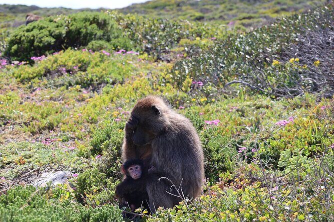 Cape Town: Cape of Good Hope Tour, Penguin Beach & Table Mountain - Chapmans Peak Drive: the scenic road stop you’ll remember