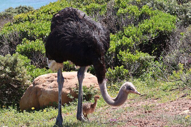 Cape Town: Cape of Good Hope Tour, Penguin Beach & Table Mountain - Boulders Beach penguin colony: beach time with a real-life animal encounter