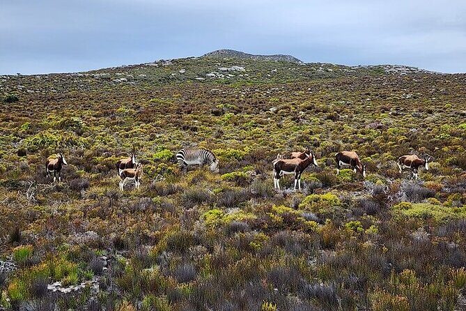 Cape Town: Cape of Good Hope Tour, Penguin Beach & Table Mountain - Maiden’s Cove and the Atlantic viewpoints: quick stops, strong photos