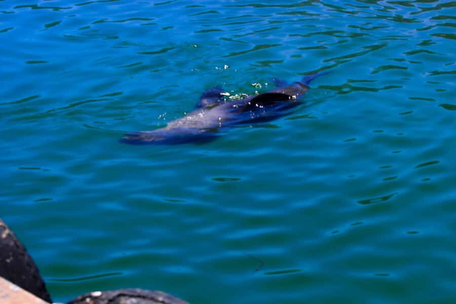 Cape Town: Cape Peninsula & Boulders Beach Shared Tour - Boulders Beach Penguin Colony: How to Enjoy the Full Hour