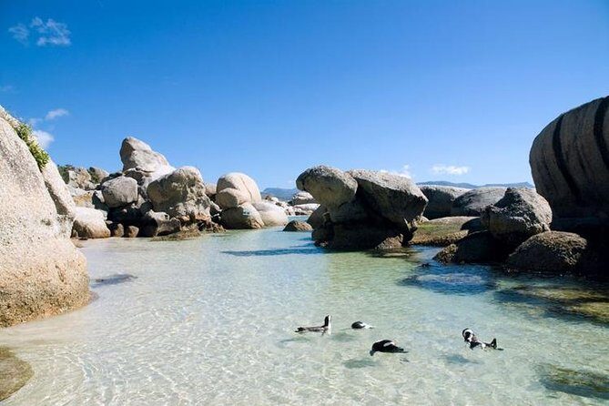 Cape Town: Cape Peninsula Half Day Private Tour - The Chapman’s Peak Drive: The Part You’ll Remember