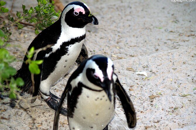 Cape Town: Cape Peninsula Private Tour Full Day - Key highlights you should care about